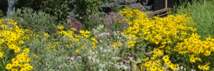 Rain garden in front of WILD Center