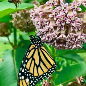 Monarch butterfly and bee on milkweed