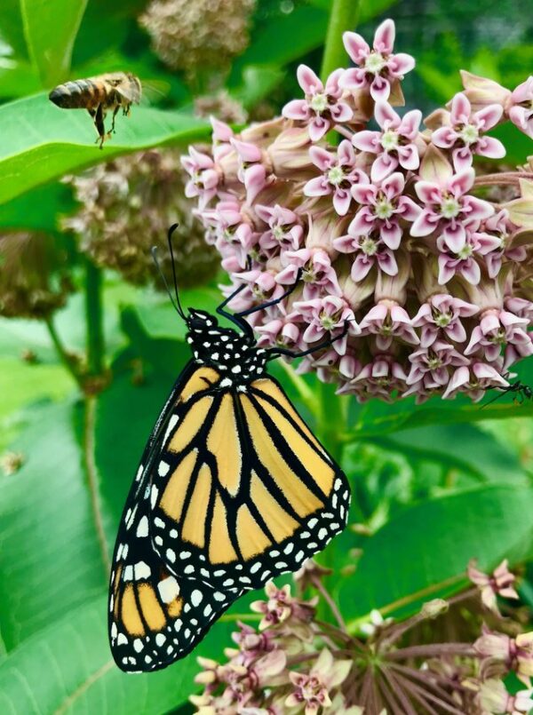 Monarch butterfly and bee on milkweed