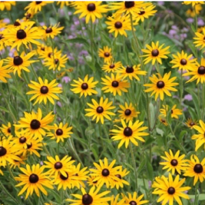 Black-eyed Susan