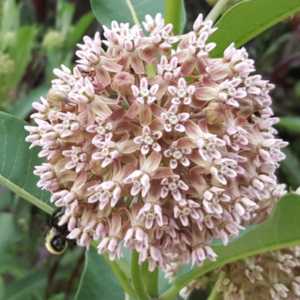 Common Milkweed