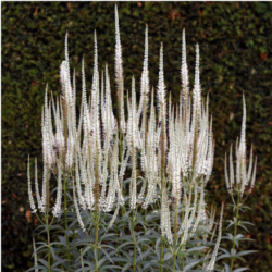 Culver's Root