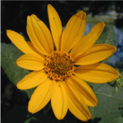 False Sunflower
