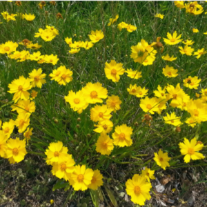 Lance-leaf Coreopsis