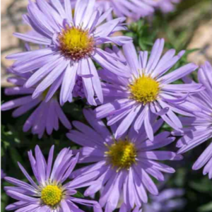 New England Aster