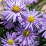 Mini-Garden for Pollinators