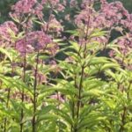 Sweet Joe Pye Weed
