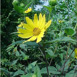Woodland Sunflower