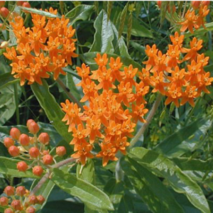 Mini-Garden for Butterflies with Butterflyweed