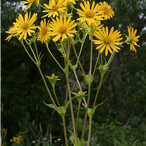 Cup Plant