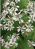 Big-Leaved Aster