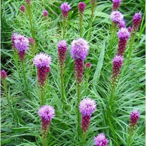 Dense Blazing Star