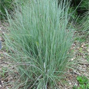 Little Bluestem