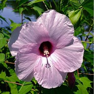 Rose Mallow