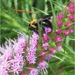 Prairie Blazing Star
