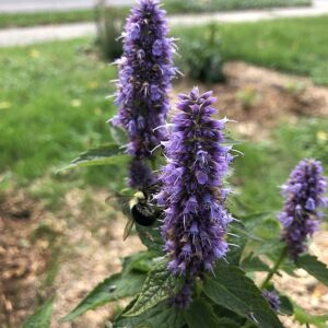 Anise Hyssop