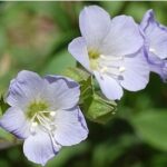 Jacob's Ladder