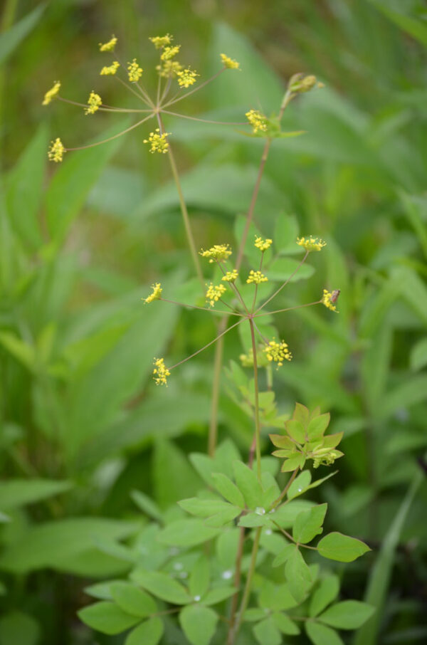 Yellow Pimpernel