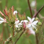 Biennial Gaura