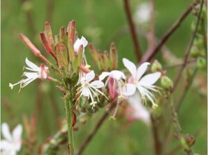 Biennial Gaura