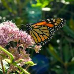 Joe Pye Weed