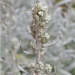 Prairie Sage