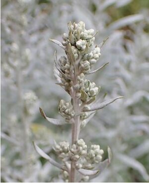 Prairie Sage