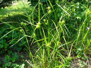 Bur Sedge