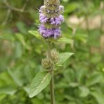 Downy Wood Mint