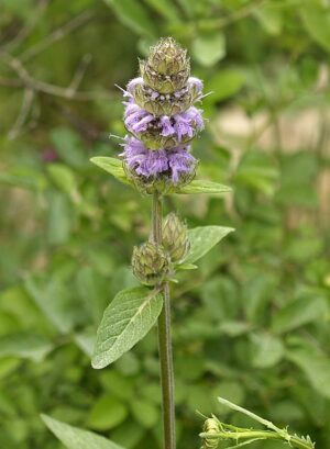 Downy Wood Mint