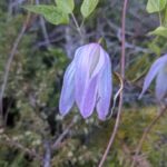 Purple Clematis