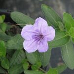 Wild Petunia