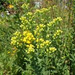 Stiff Goldenrod