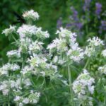 Hairy Mountain Mint