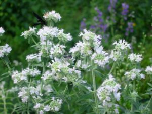 Hairy Mountain Mint