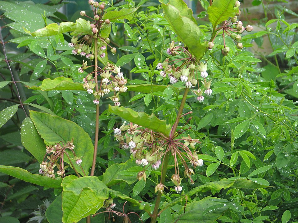 Poke milkweed
