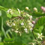 Poke Milkweed