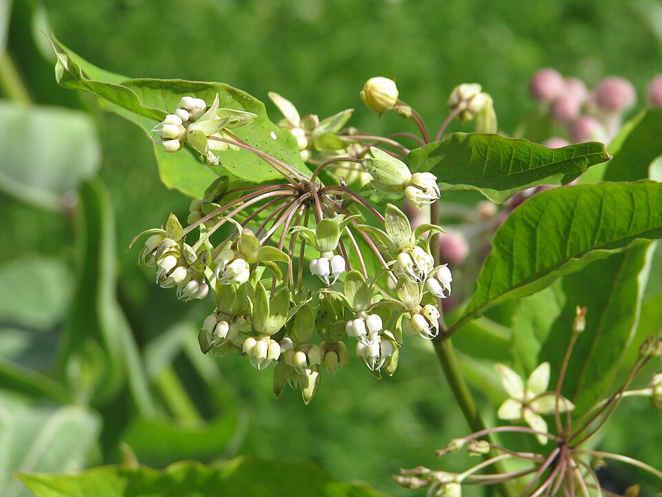 Poke Milkweed