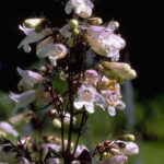 Calico Beardtongue