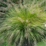 Prairie Dropseed