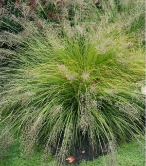 Prairie Dropseed