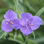 Ohio Spiderwort