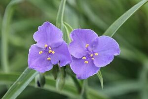 Ohio Spiderwort