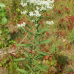 Tall Boneset