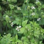 Tall Thimbleweed