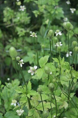 Tall Thimbleweed