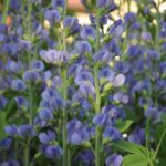 Blue False Indigo