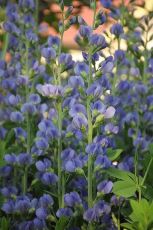 Blue False Indigo