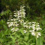 Hairy Beardtongue