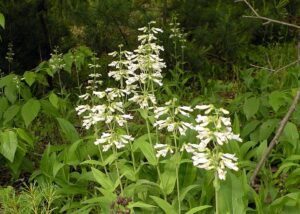 Hairy Beardtongue